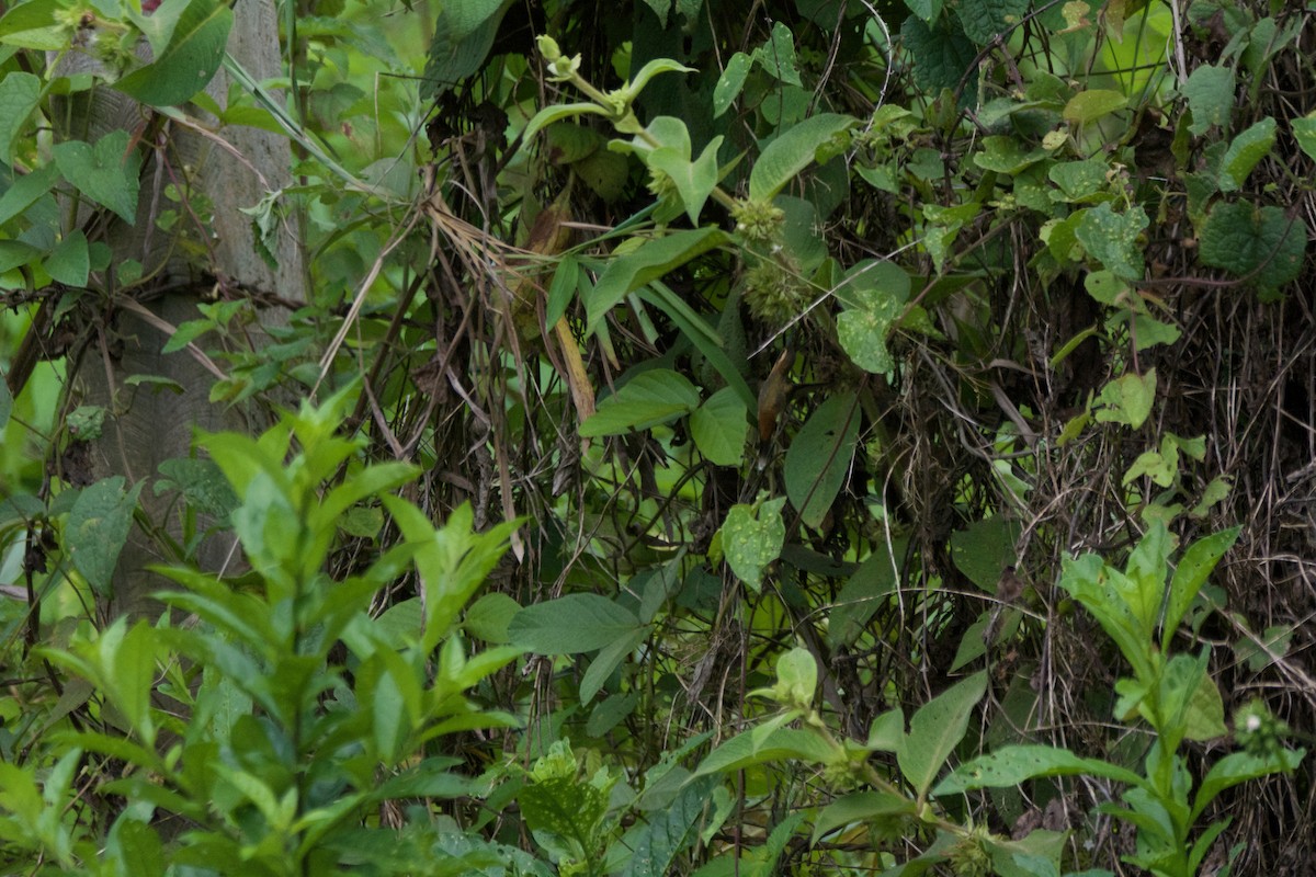 Серогорлый колибри-отшельник - ML619107593