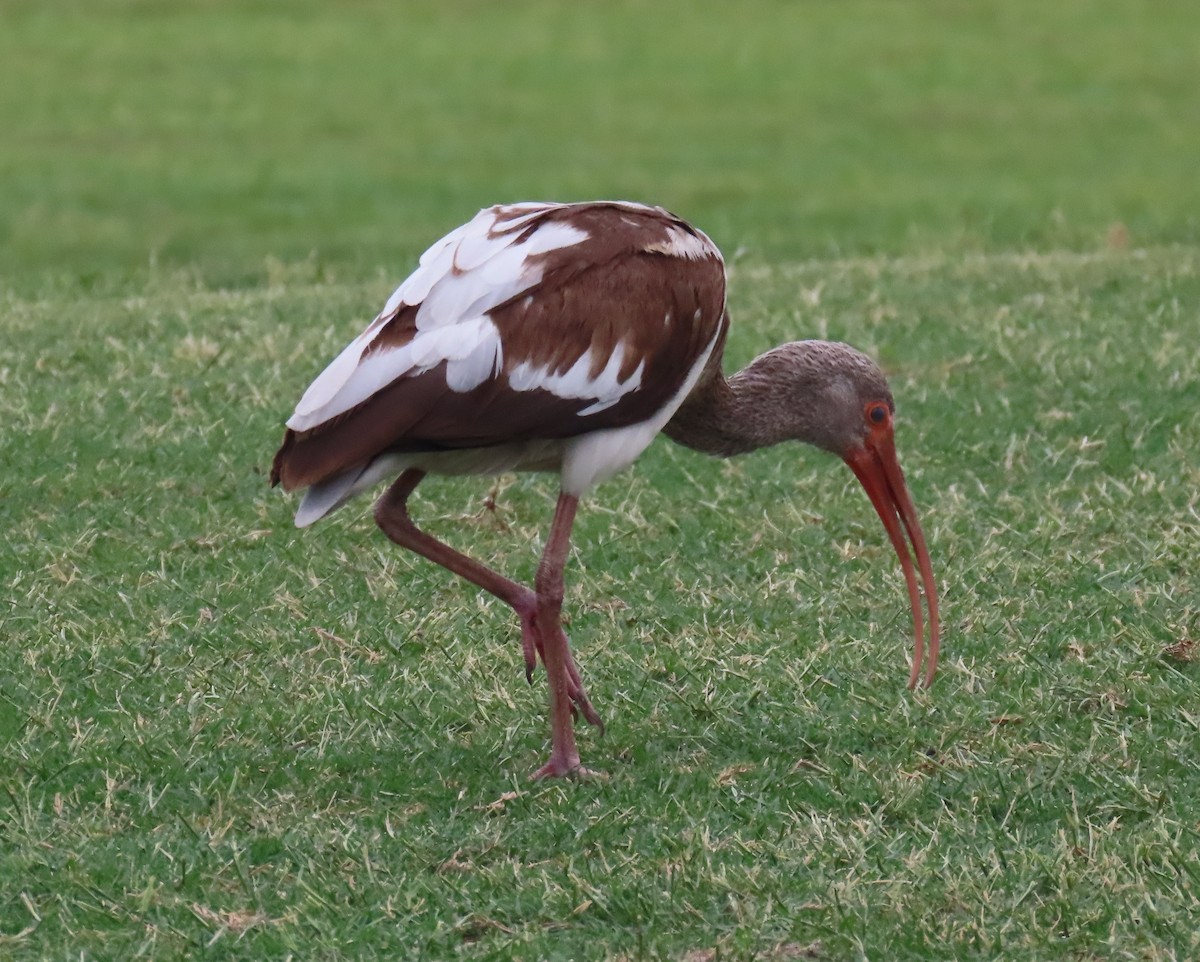 ibis bílý - ML619107664