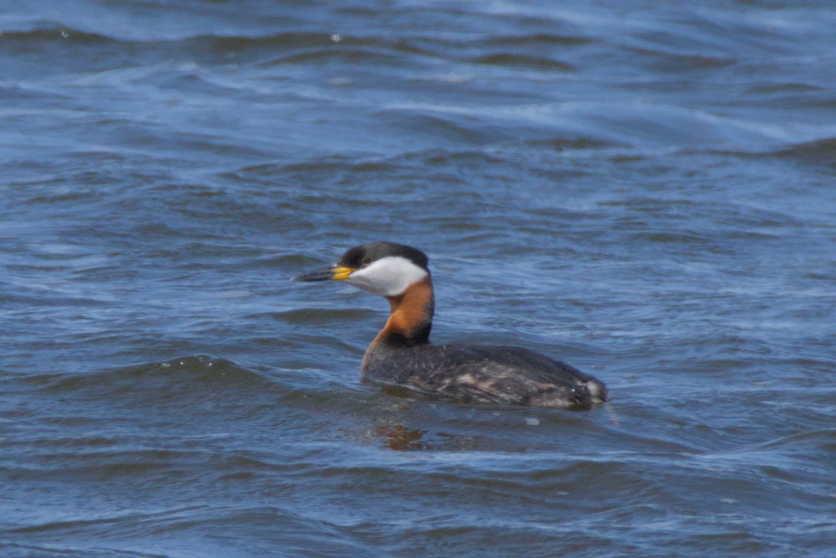 Red-necked Grebe - ML619107680