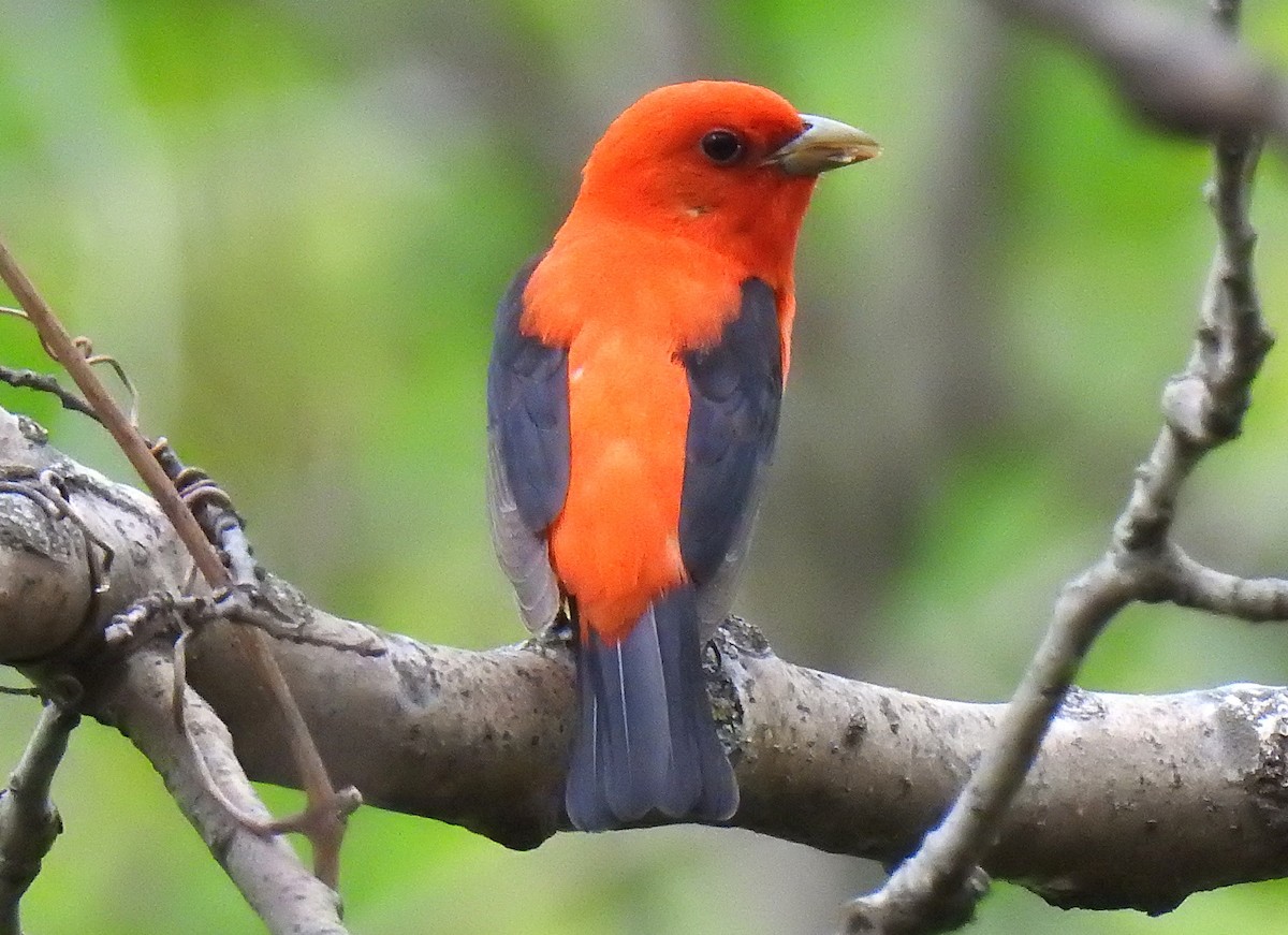 Scarlet Tanager - ML619107708