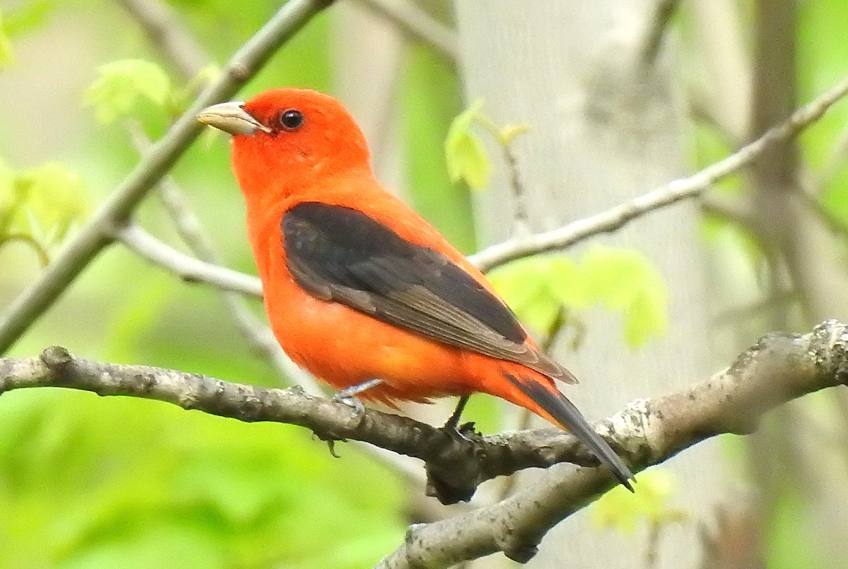 Scarlet Tanager - ML619107713