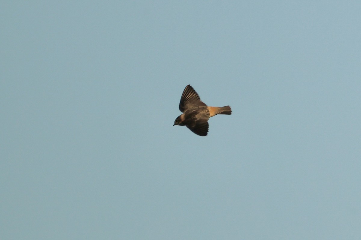 Cave Swallow - ML619107715