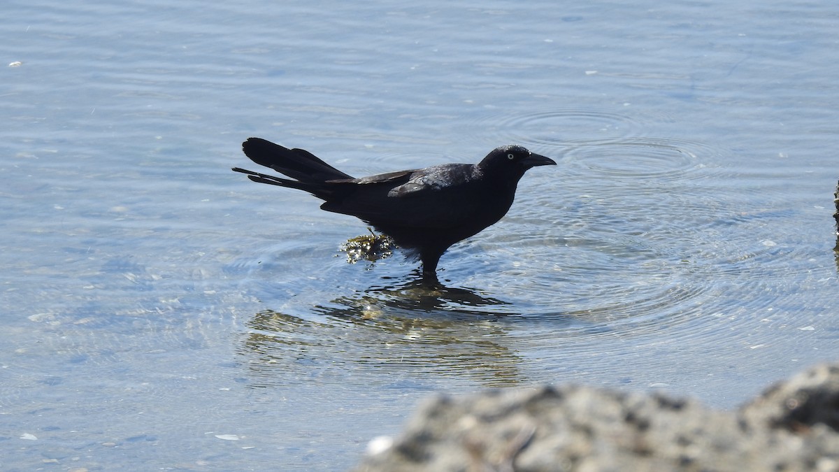 Boat-tailed Grackle - ML619107787