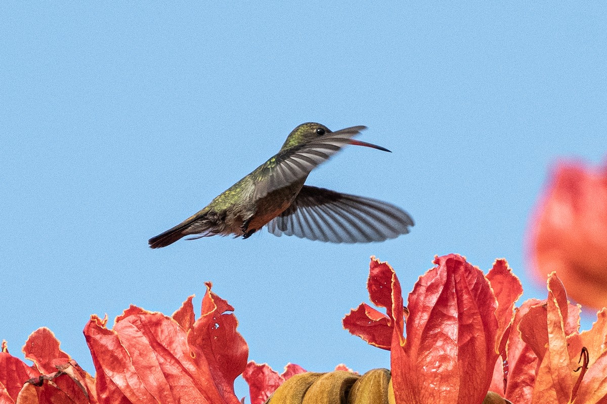 Gilded Hummingbird - ML619107881