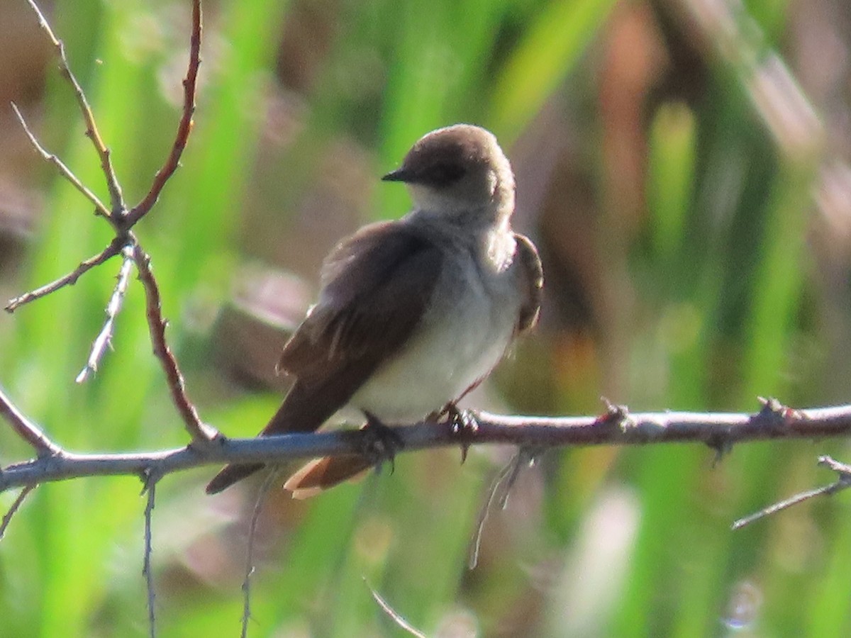 Northern Rough-winged Swallow - ML619107895