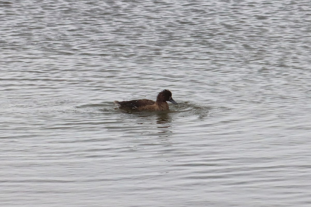Greater Scaup - ML619107896