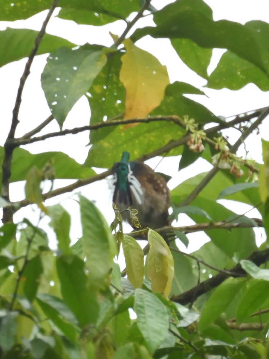 kolibřík purpurovohlavý - ML619107922