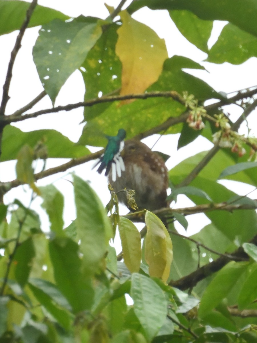 kolibřík purpurovohlavý - ML619107933
