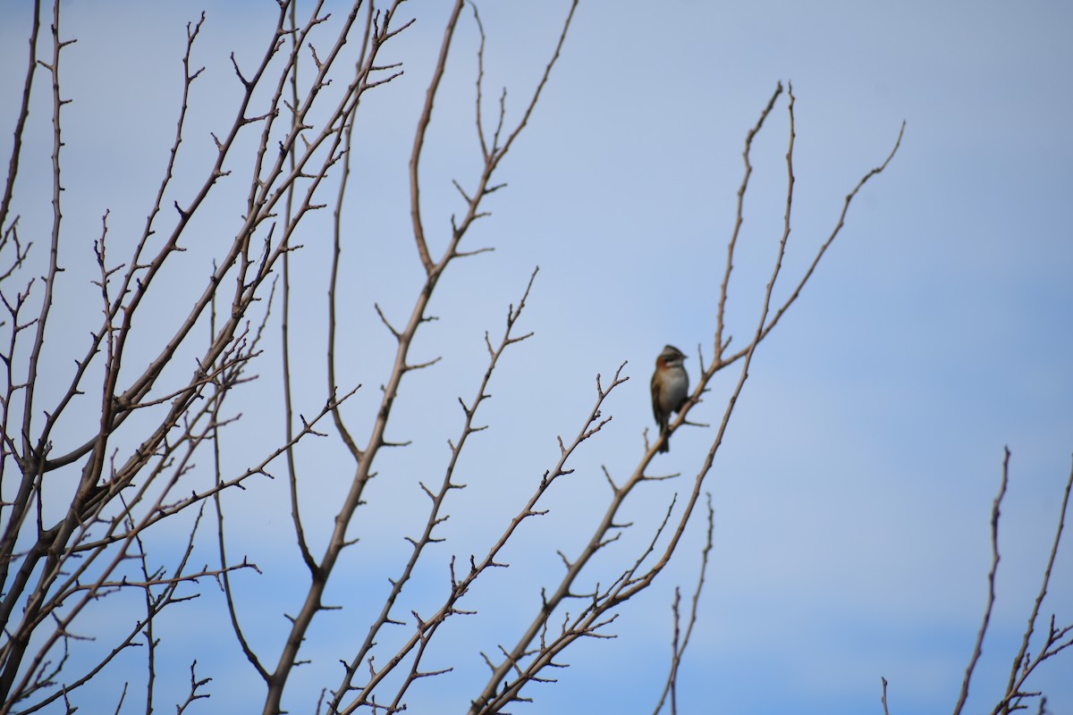 Rufous-collared Sparrow - ML619107941