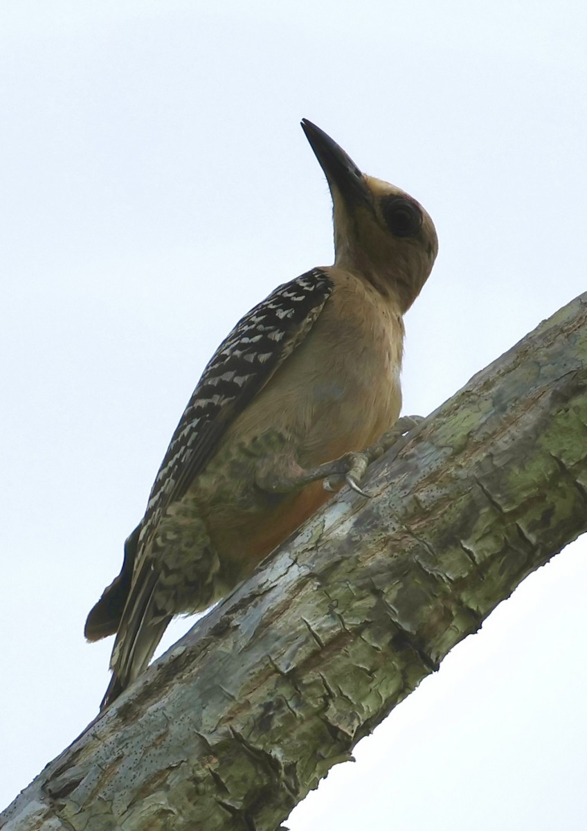 Hoffmann's Woodpecker - ML619107947