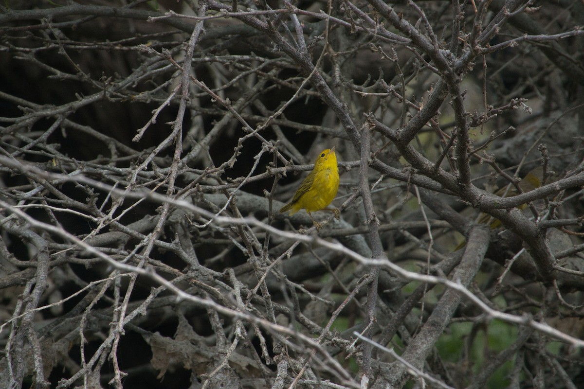 Yellow Warbler - ML619107968