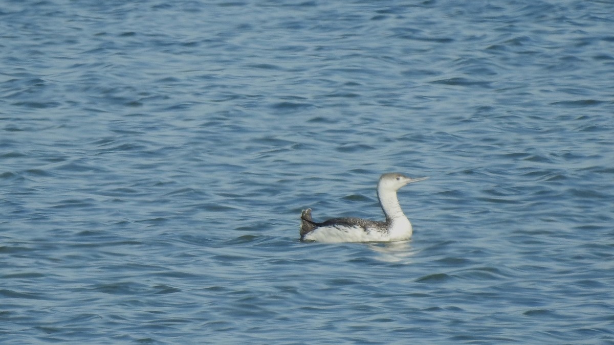 Red-throated Loon - ML619107976