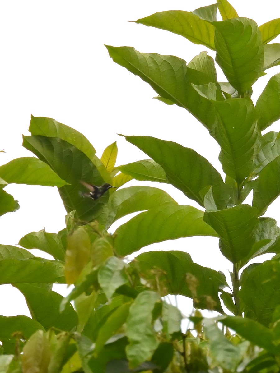 kolibřík trnoocasý - ML619108006