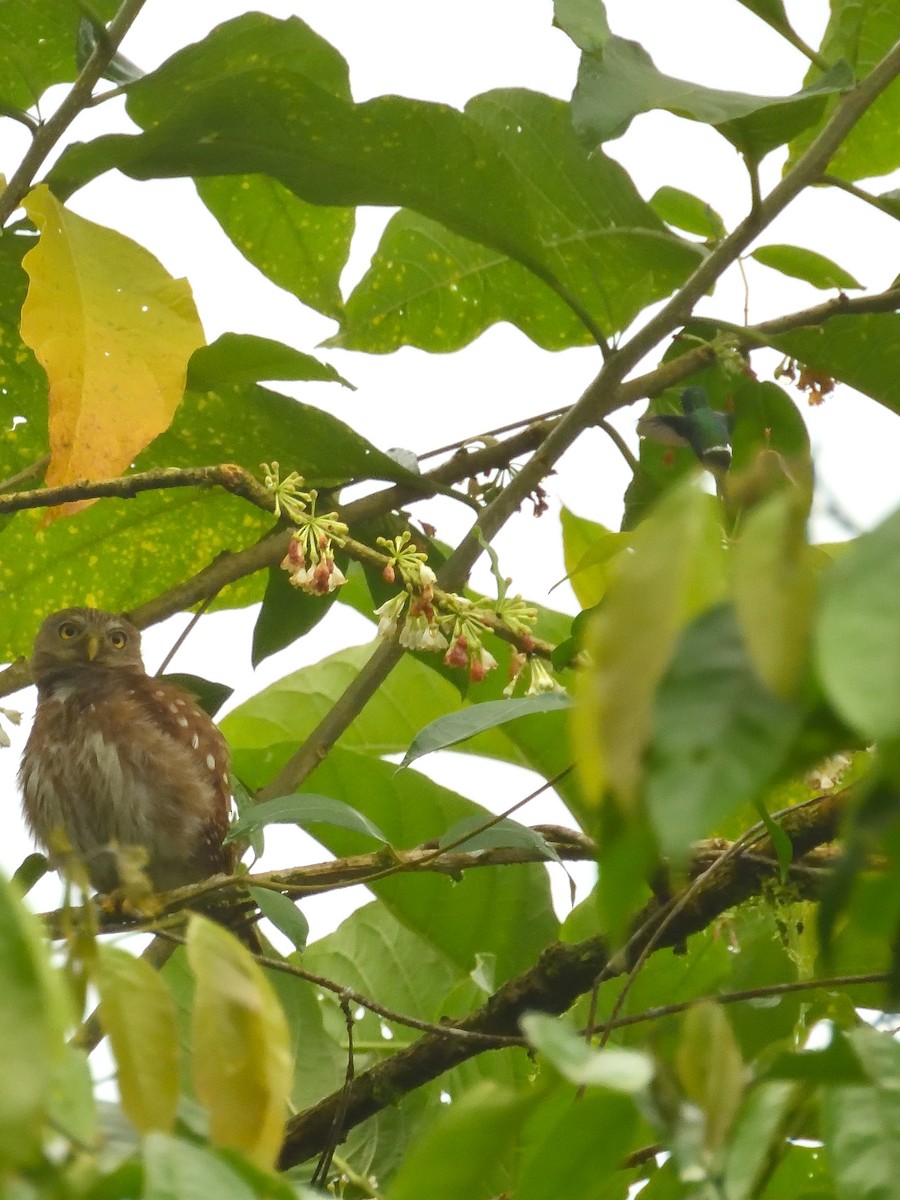 kolibřík trnoocasý - ML619108007