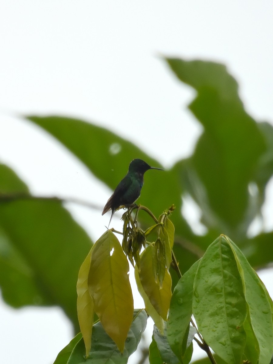 kolibřík trnoocasý - ML619108009