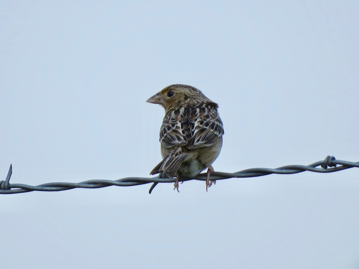 Grasshopper Sparrow - ML619108024