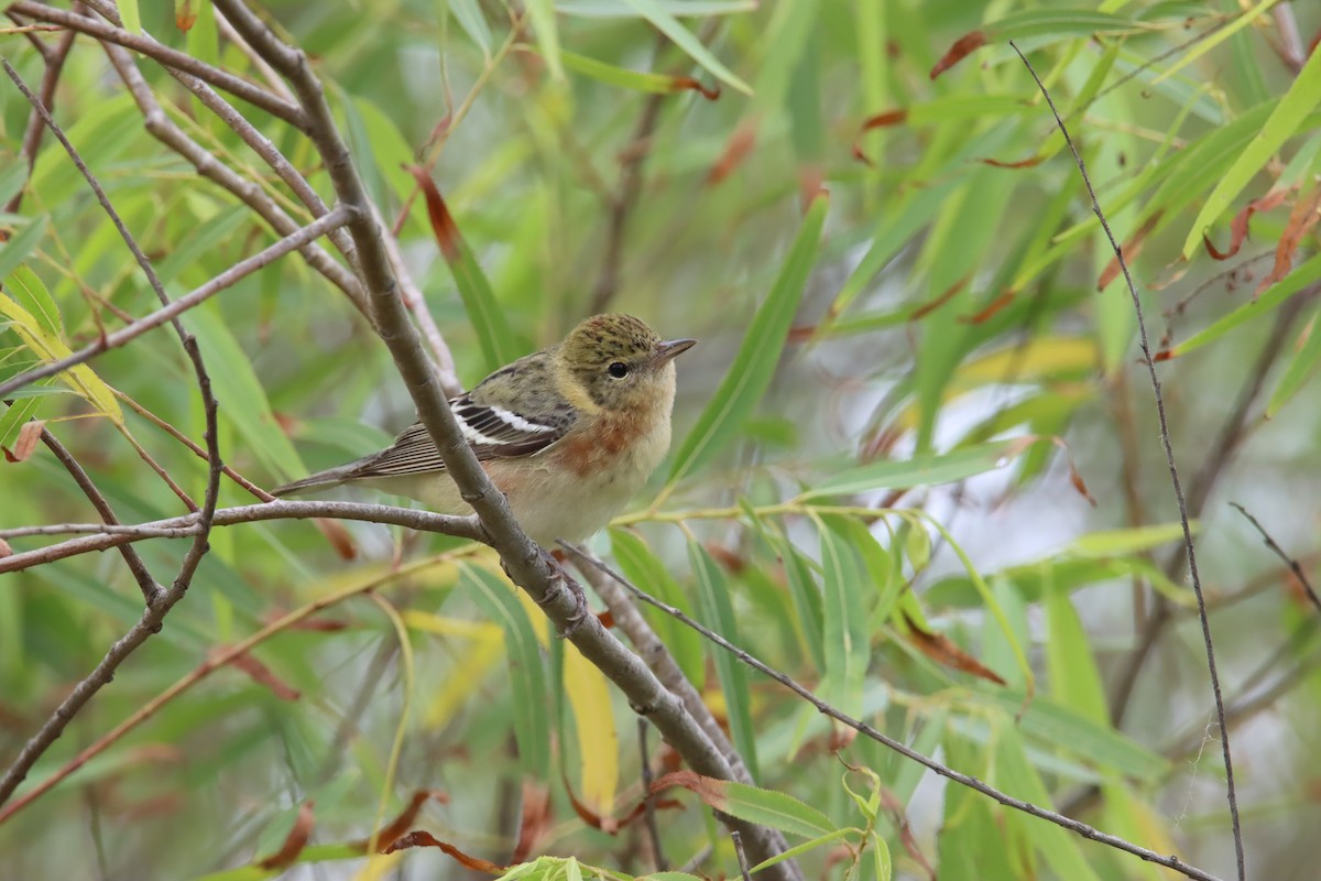 Bay-breasted Warbler - ML619108038