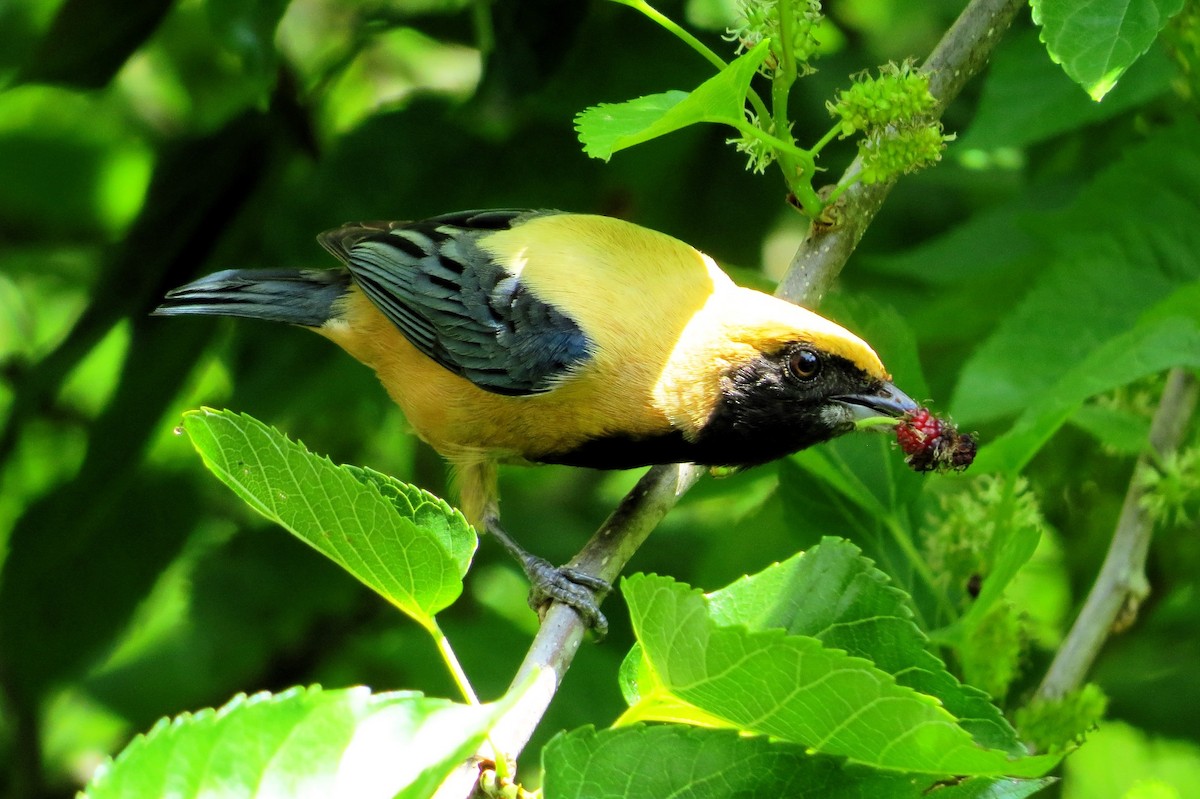 Burnished-buff Tanager - ML619108040