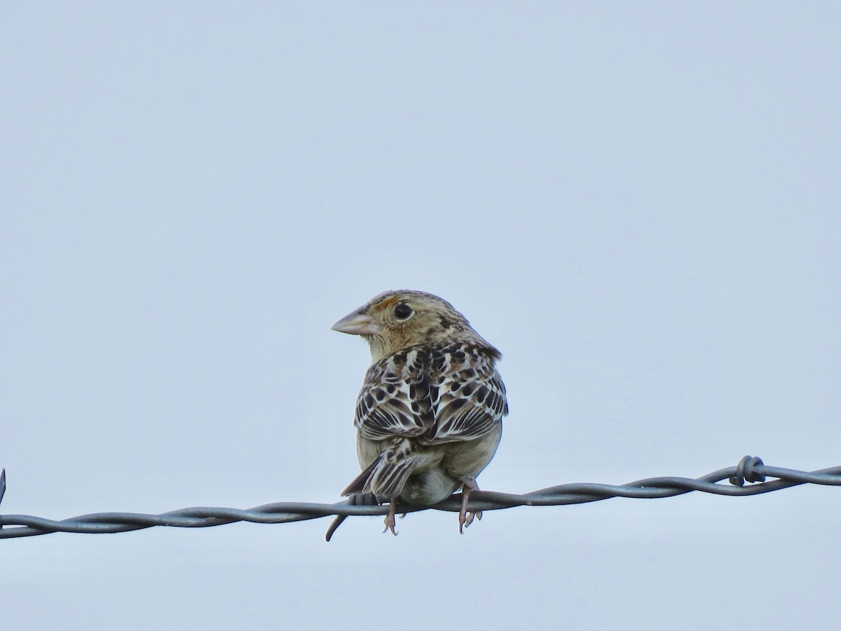 Grasshopper Sparrow - ML619108069