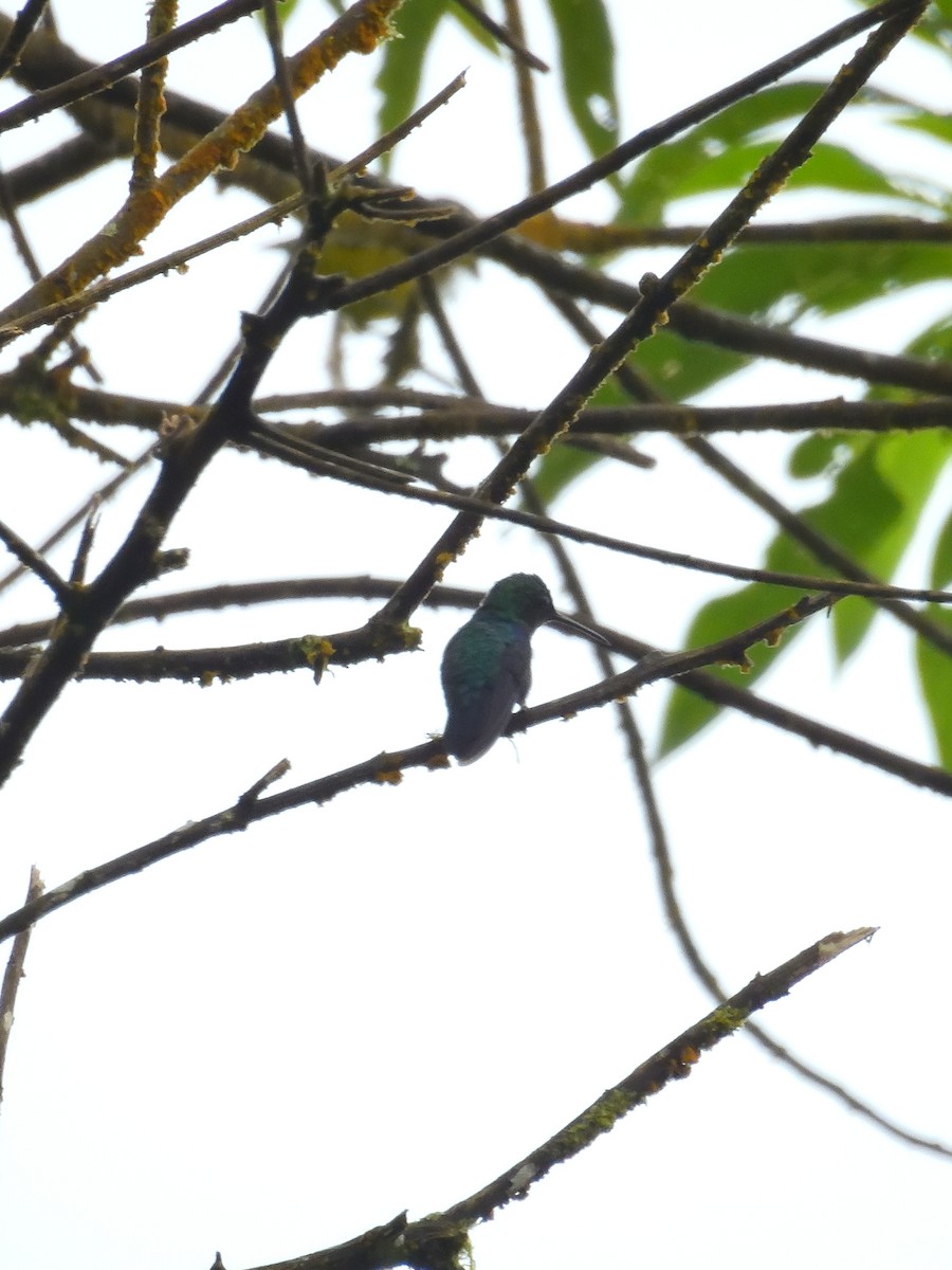 kolibřík vidloocasý - ML619108082