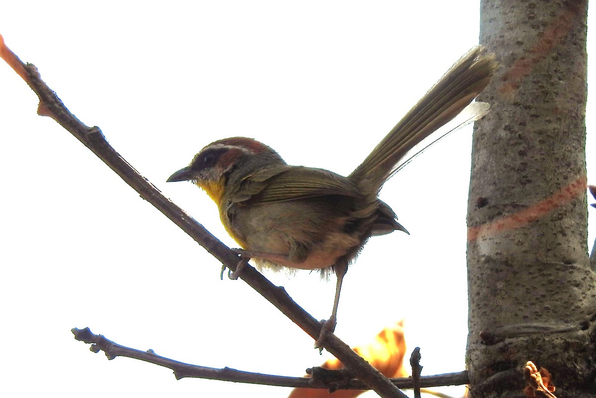 Rufous-capped Warbler - ML619108089