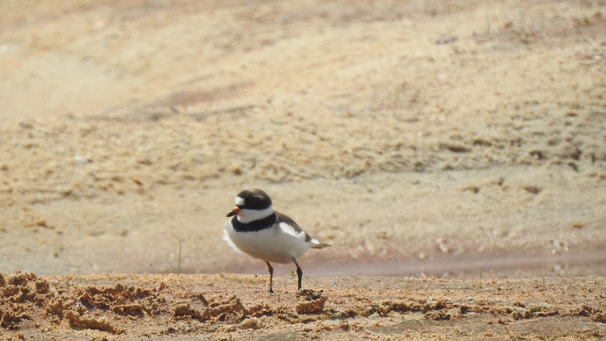 Semipalmated Plover - ML619108102