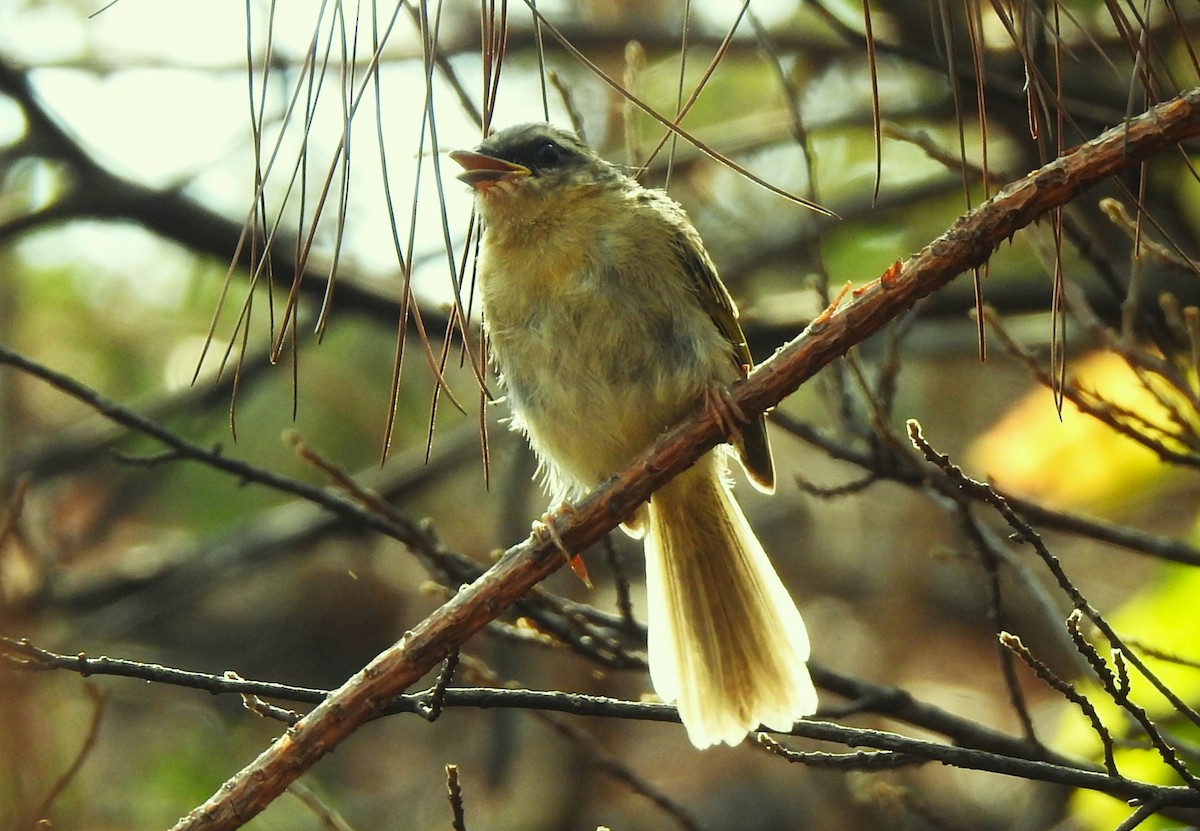 Rufous-capped Warbler - ML619108107