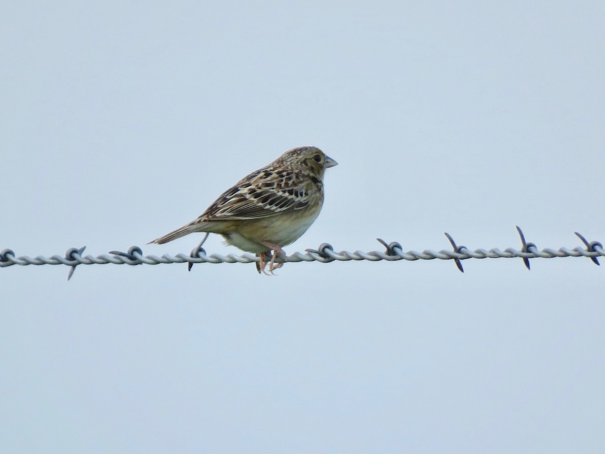 Grasshopper Sparrow - ML619108120