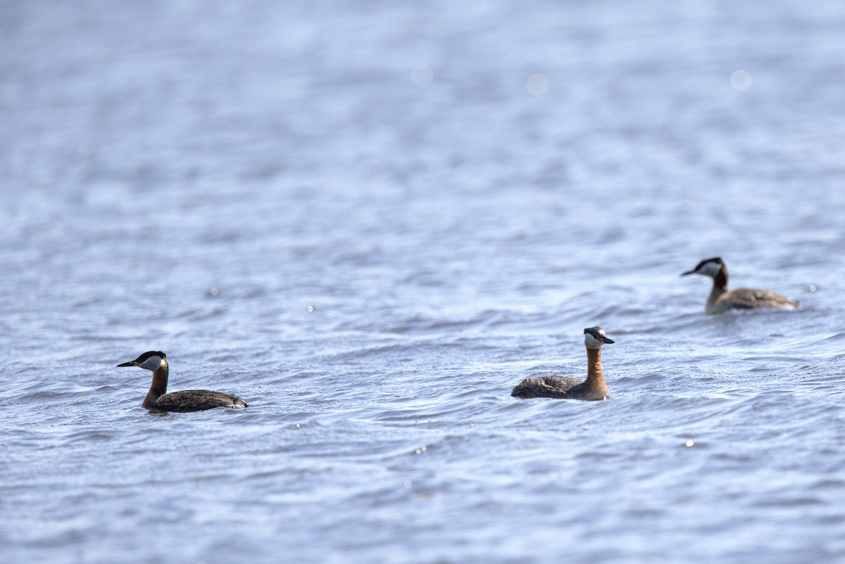 Red-necked Grebe - ML619108125