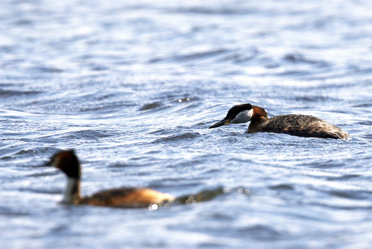 Red-necked Grebe - ML619108126