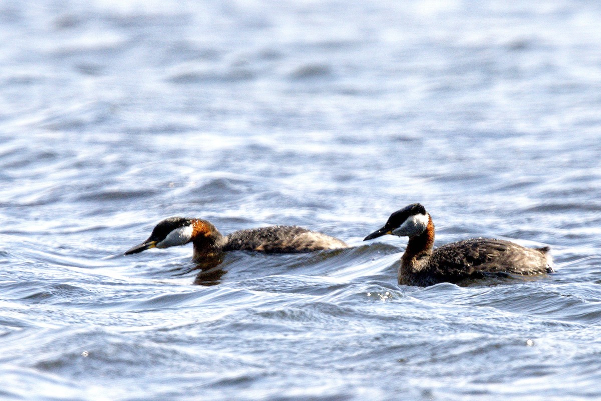 Red-necked Grebe - ML619108127