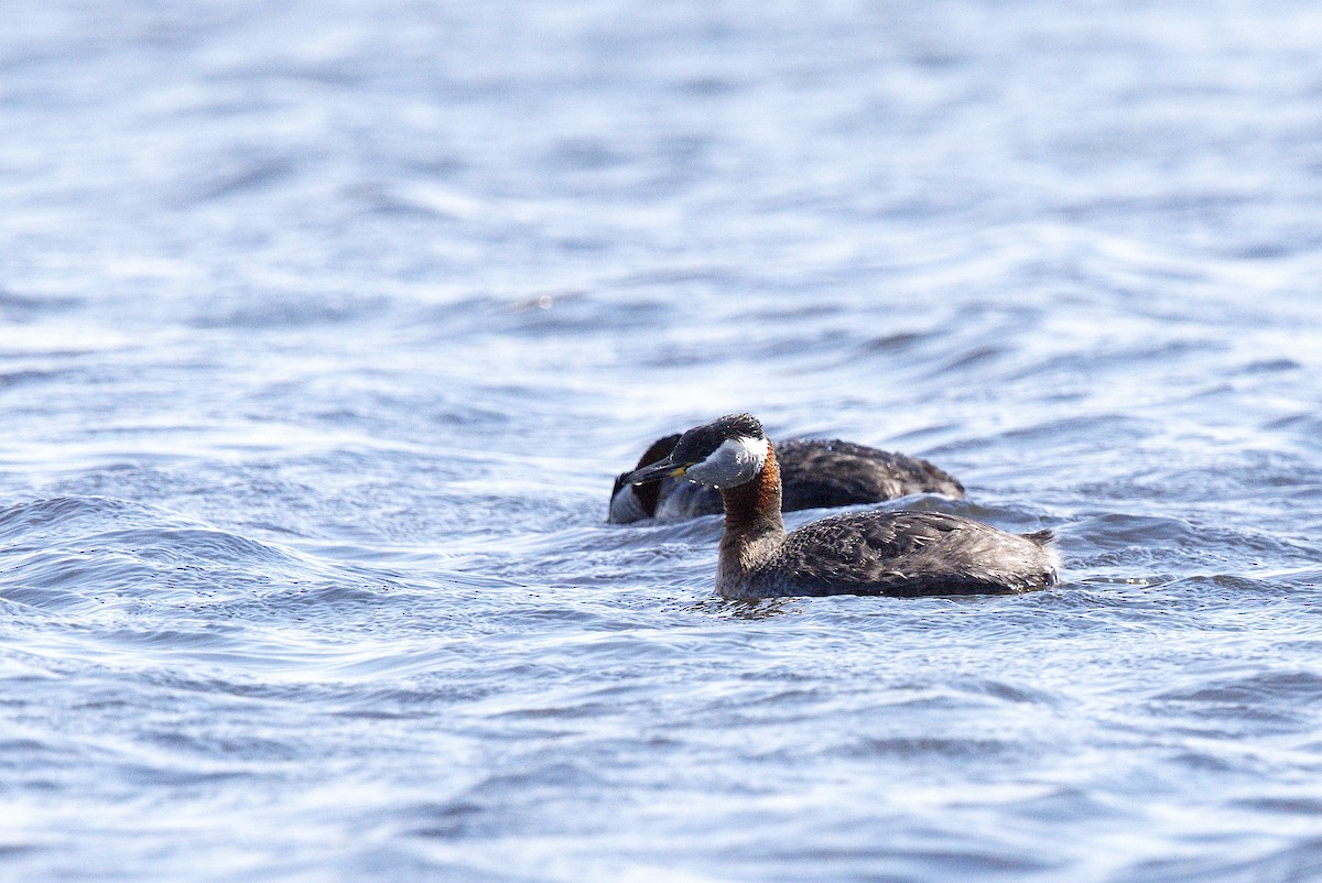 Red-necked Grebe - ML619108128