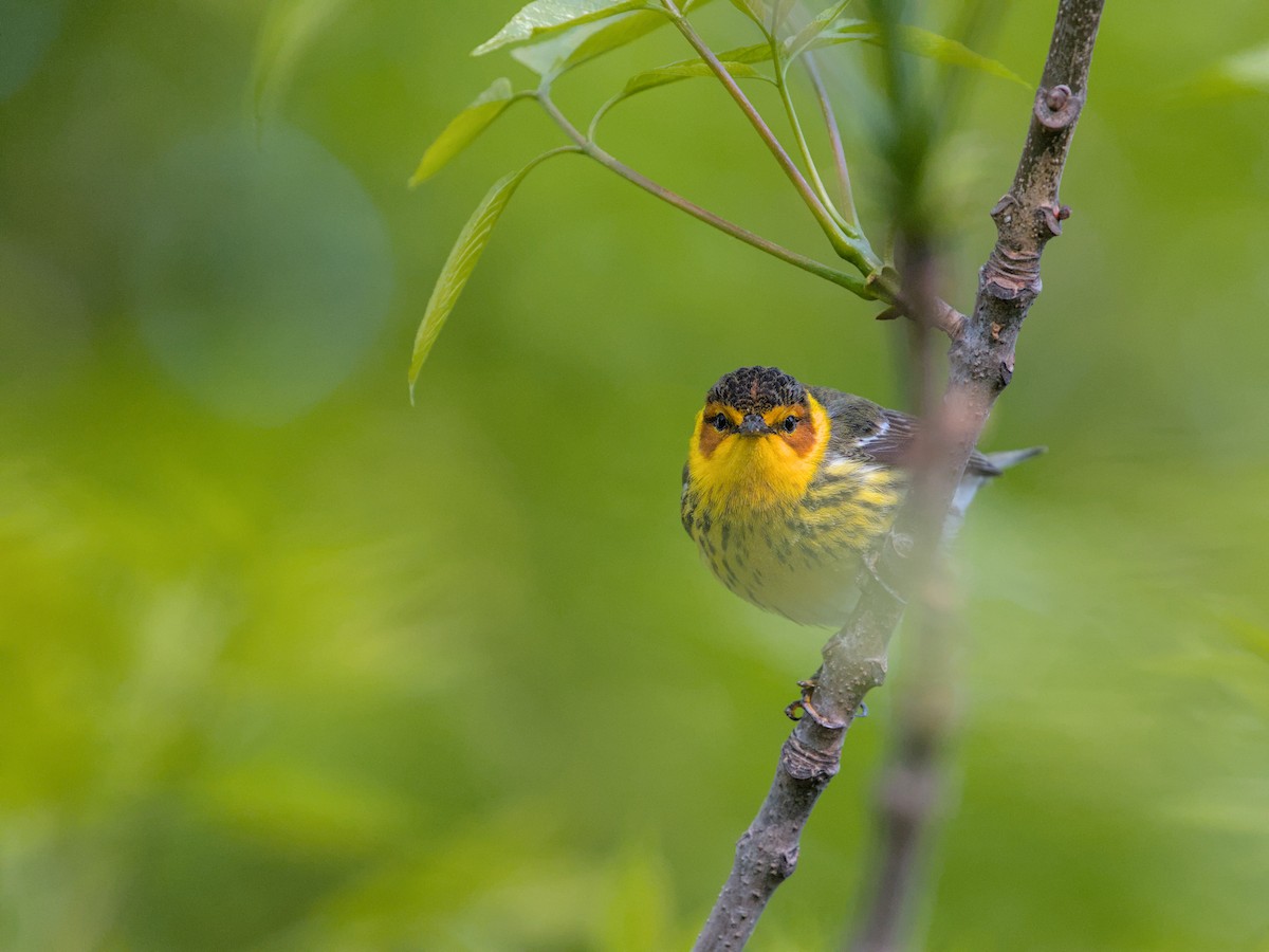 Cape May Warbler - ML619108132
