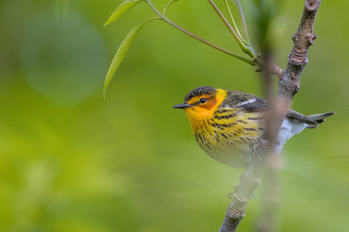 Cape May Warbler - ML619108134