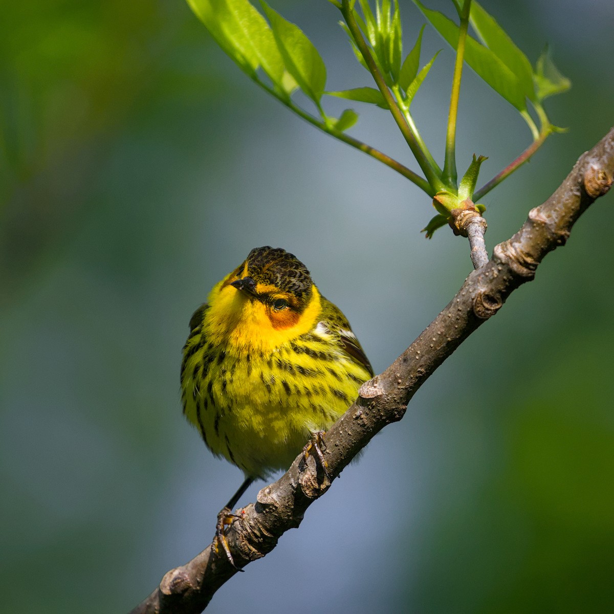 Cape May Warbler - ML619108135