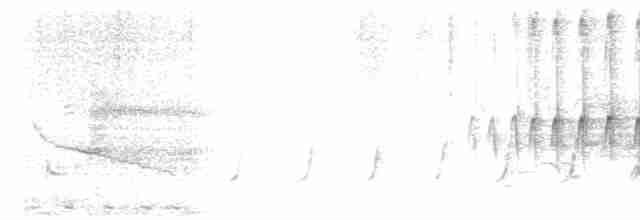 pygmérørdrum - ML619108143