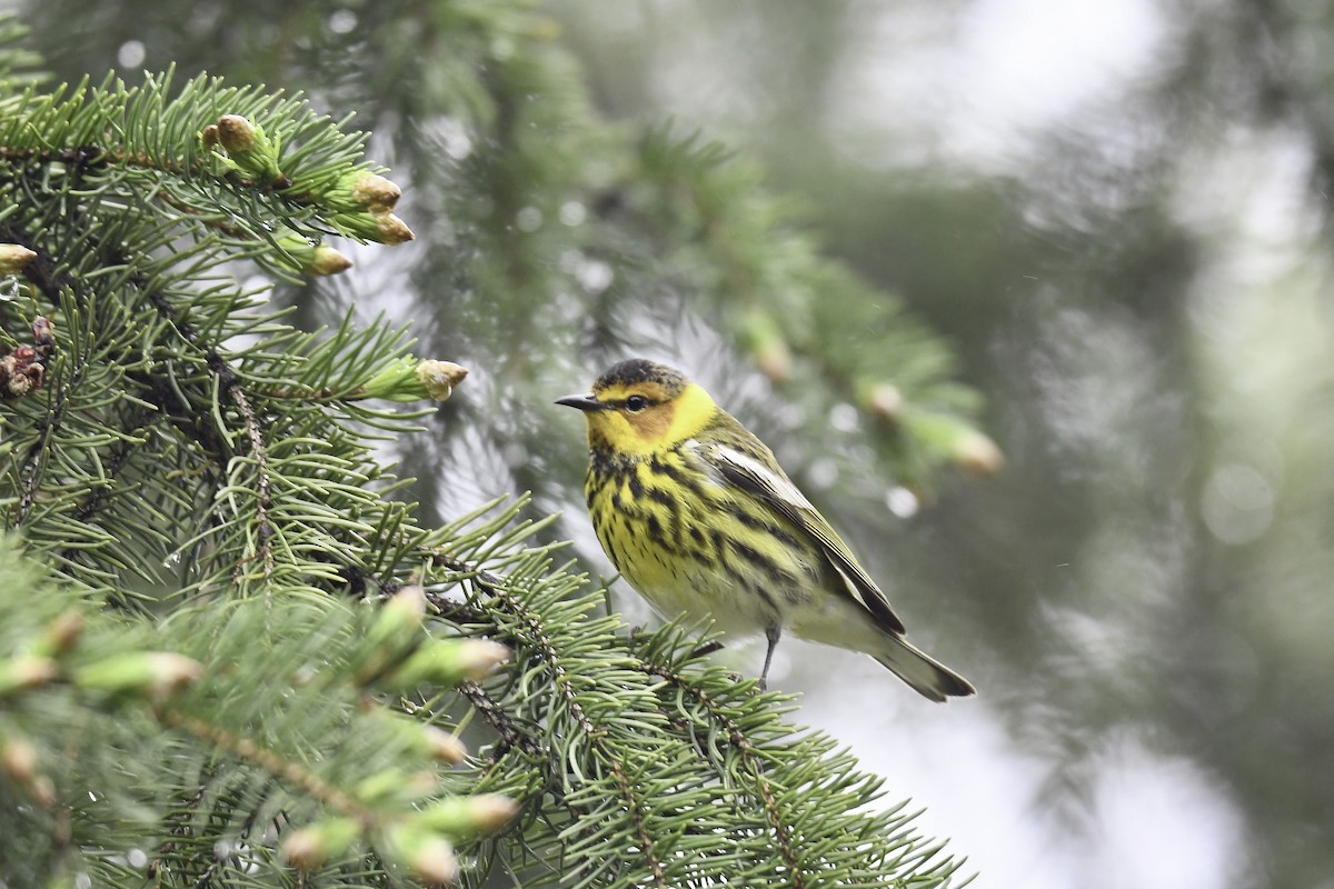 Cape May Warbler - ML619108148