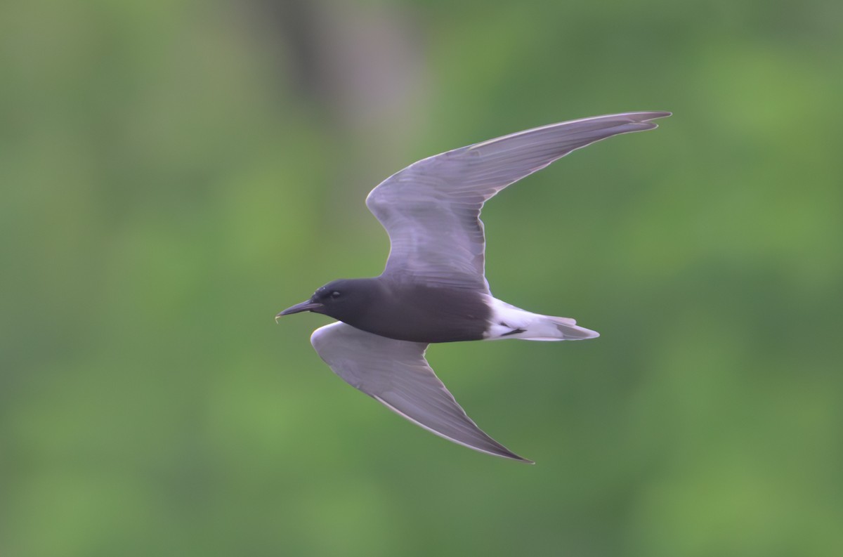 Black Tern - ML619108164