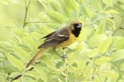 Orchard Oriole - ML619108180