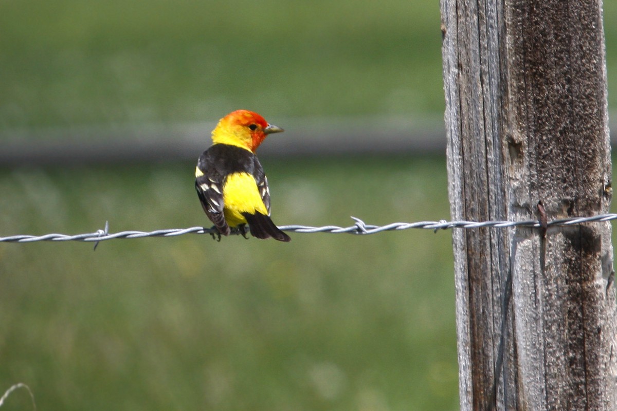 Western Tanager - ML619108193