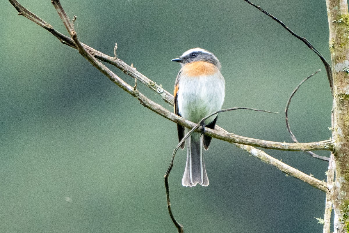 Rufous-breasted Chat-Tyrant - ML619108217
