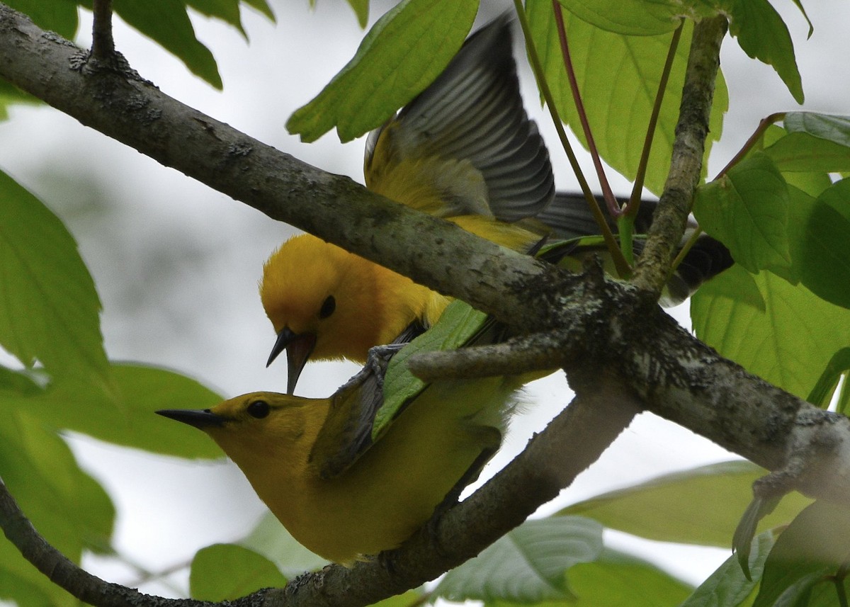Prothonotary Warbler - ML619108242