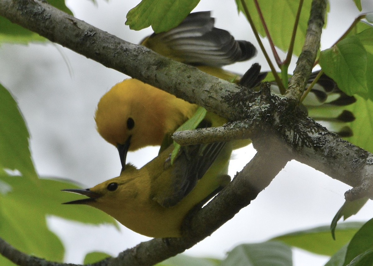 Prothonotary Warbler - ML619108243