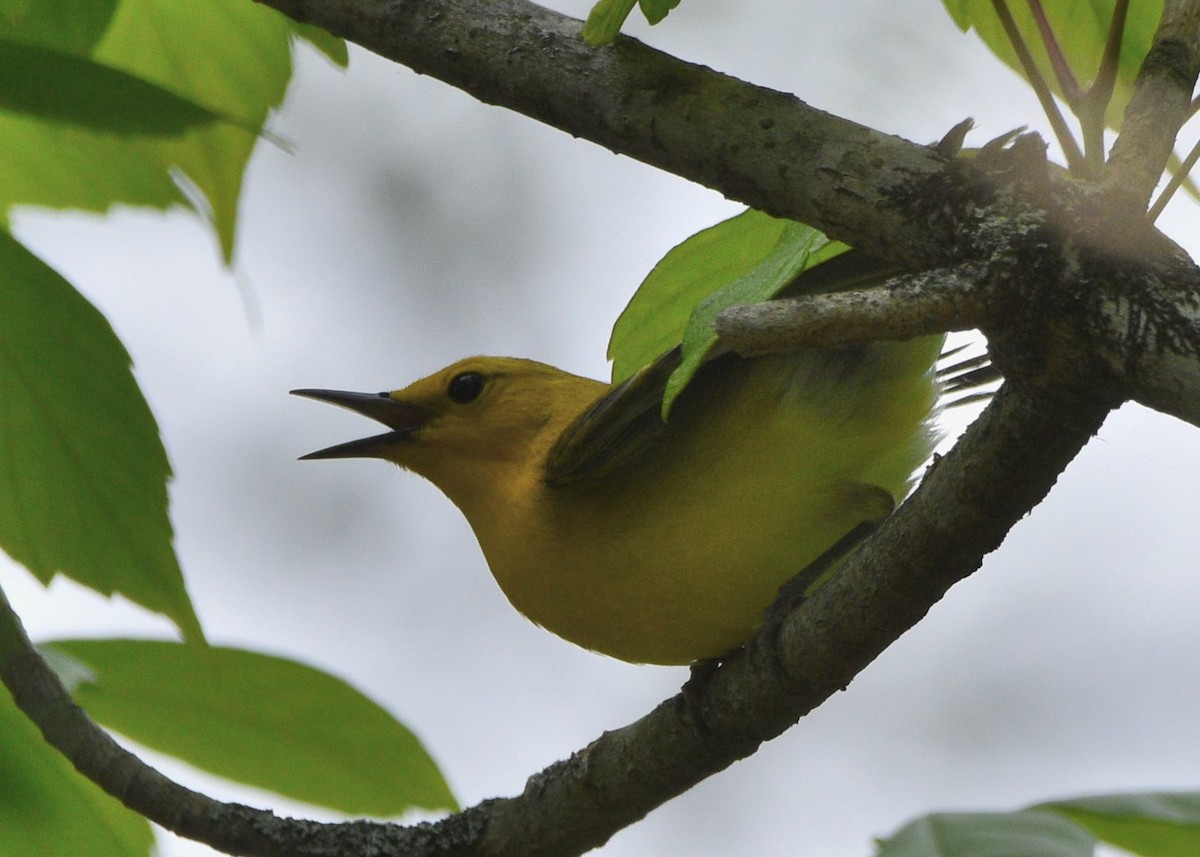 Prothonotary Warbler - ML619108244