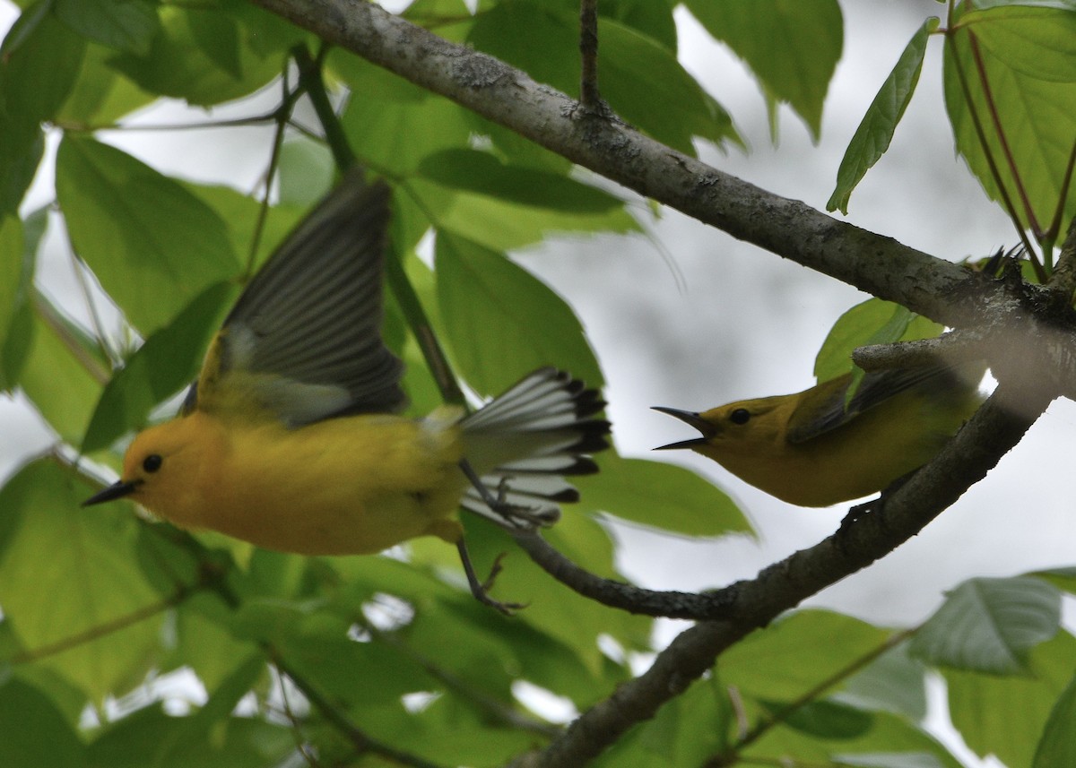 Prothonotary Warbler - ML619108245