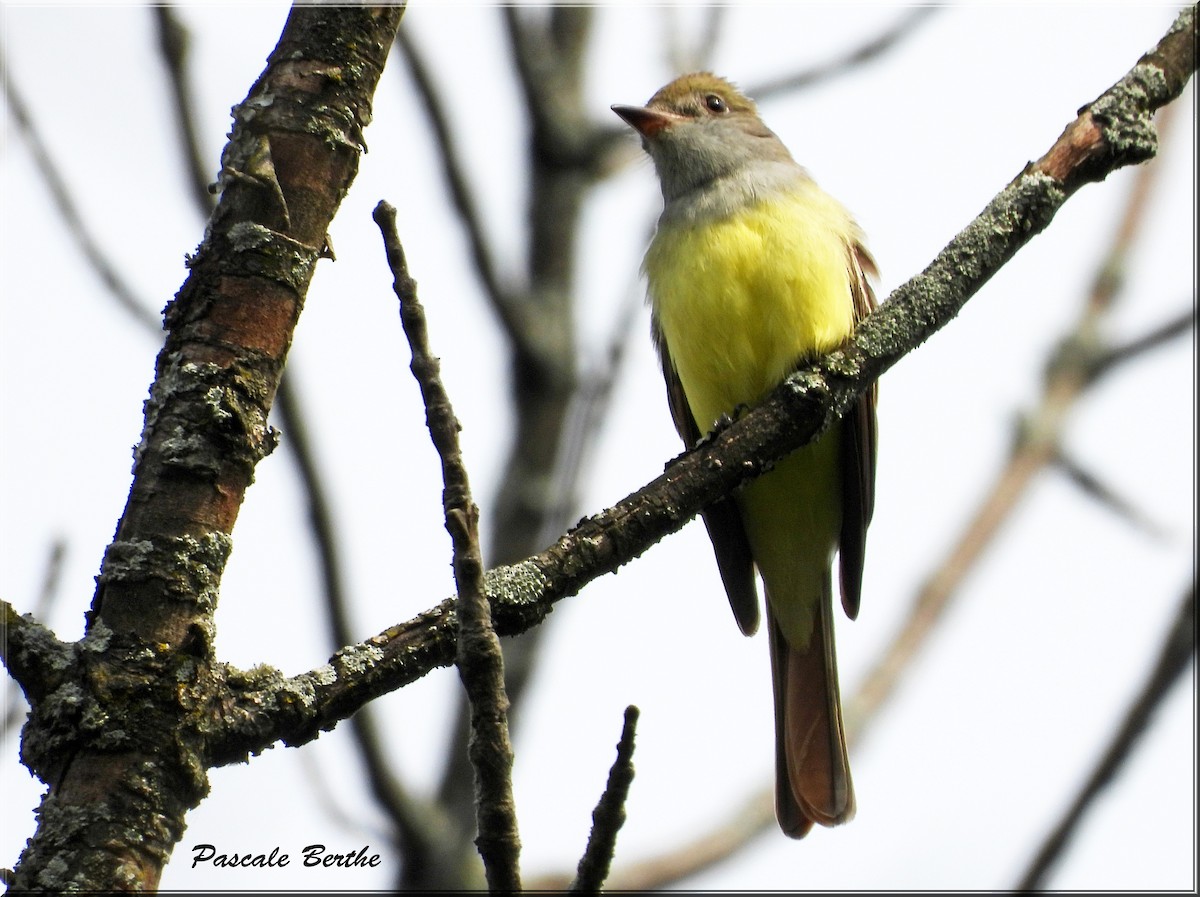 Great Crested Flycatcher - ML619108257