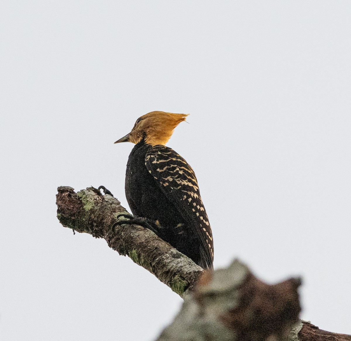 Blond-crested Woodpecker - ML619108265