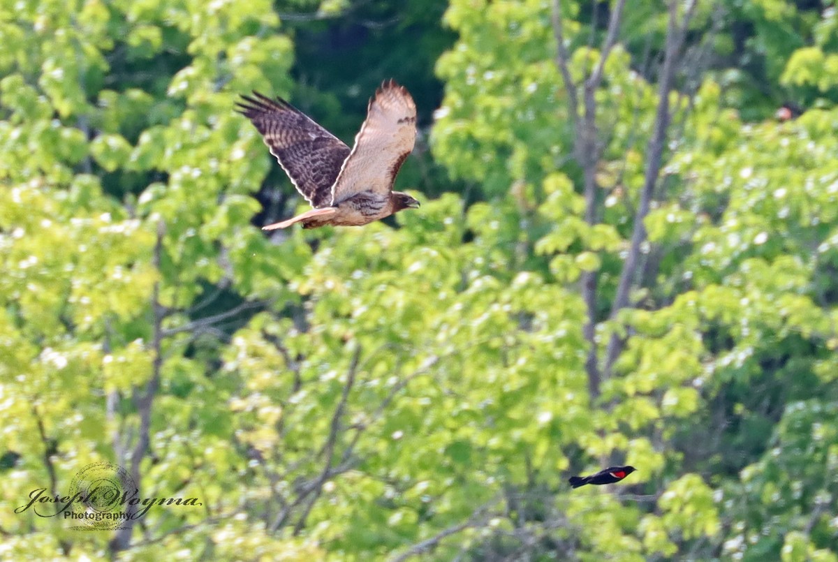 Red-tailed Hawk - ML619108277