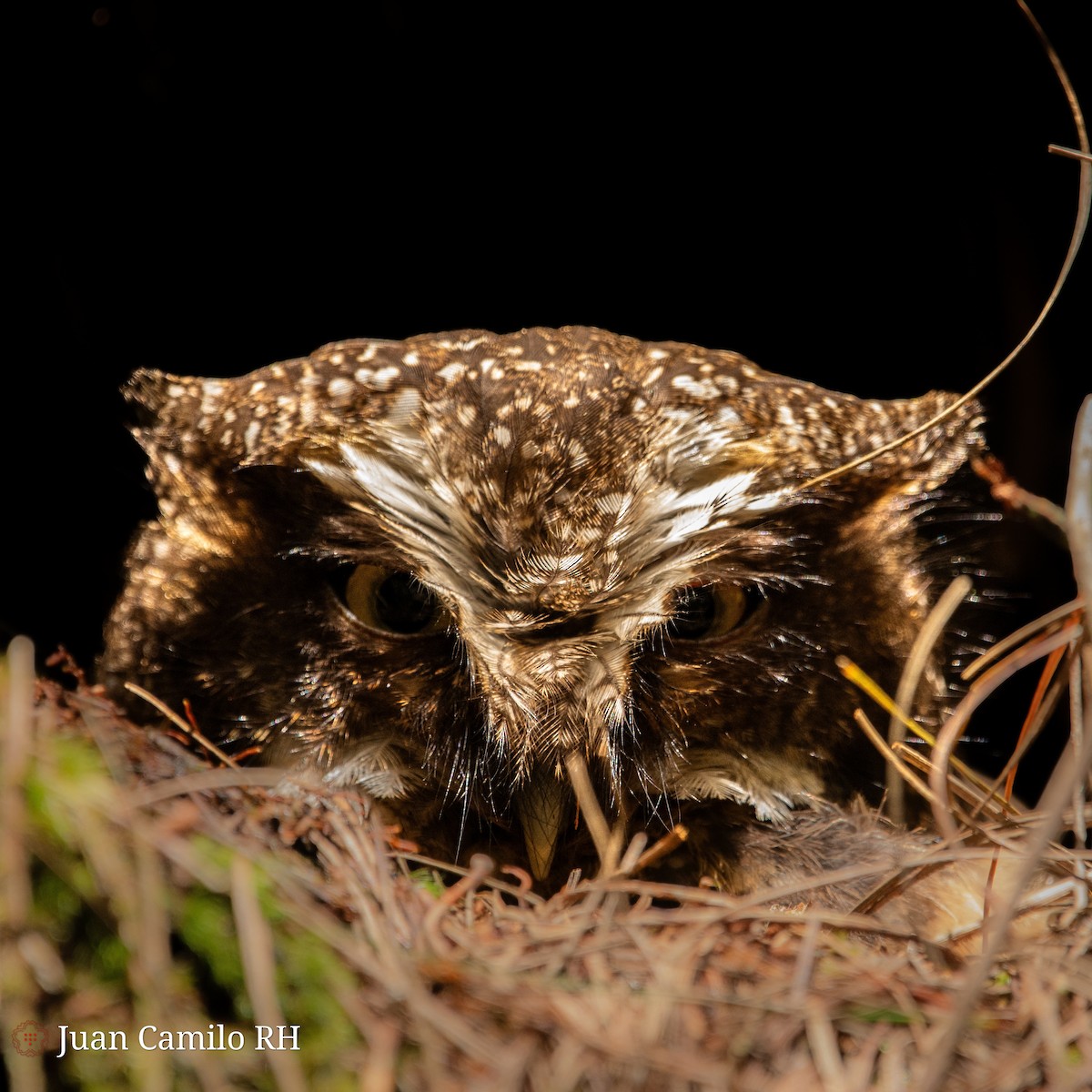 White-throated Screech-Owl - ML619108285