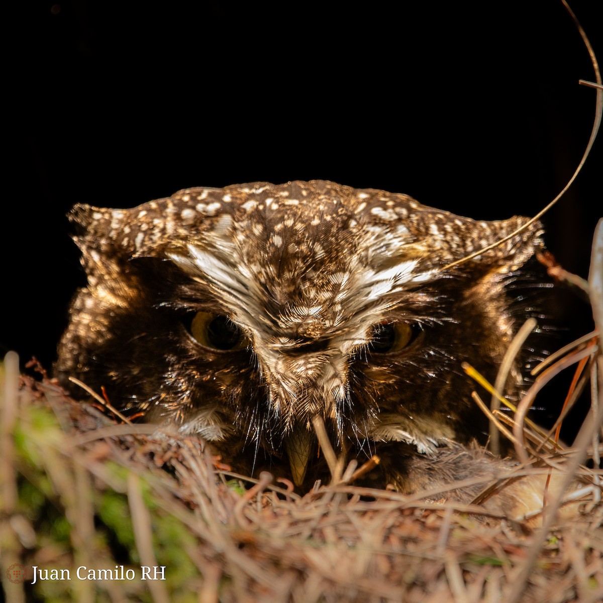 White-throated Screech-Owl - ML619108289